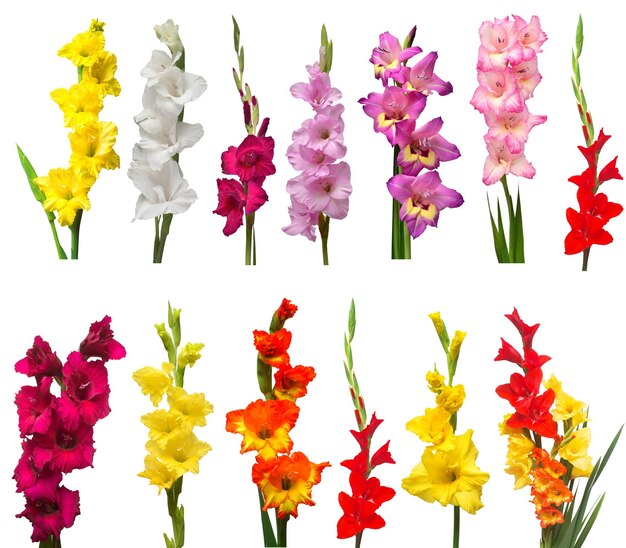 Courageous Beauty: Unraveling the Meaning of Gladiolus